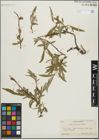 Foto von Salix lemmonii Bebb